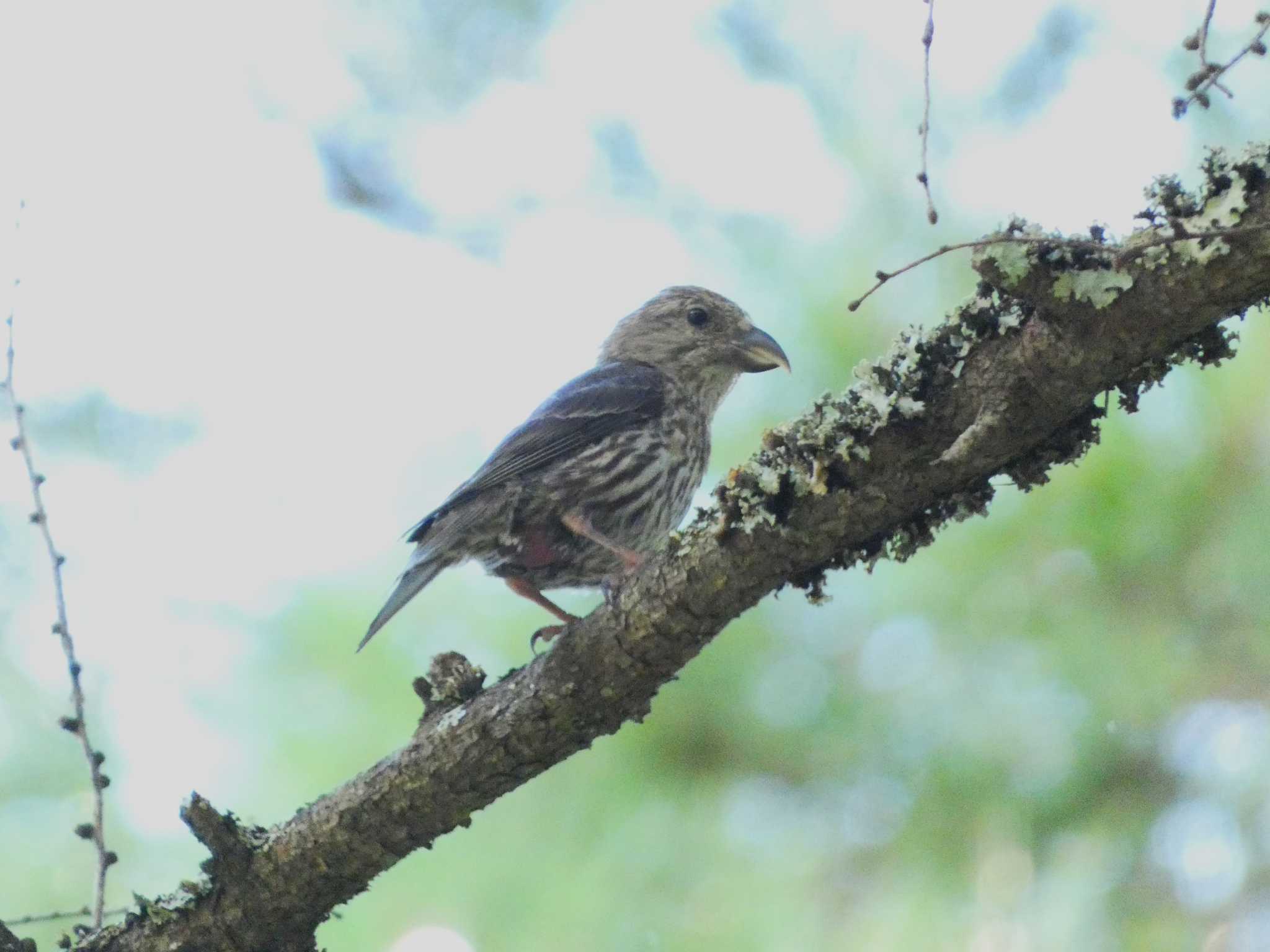 Red Crossbill