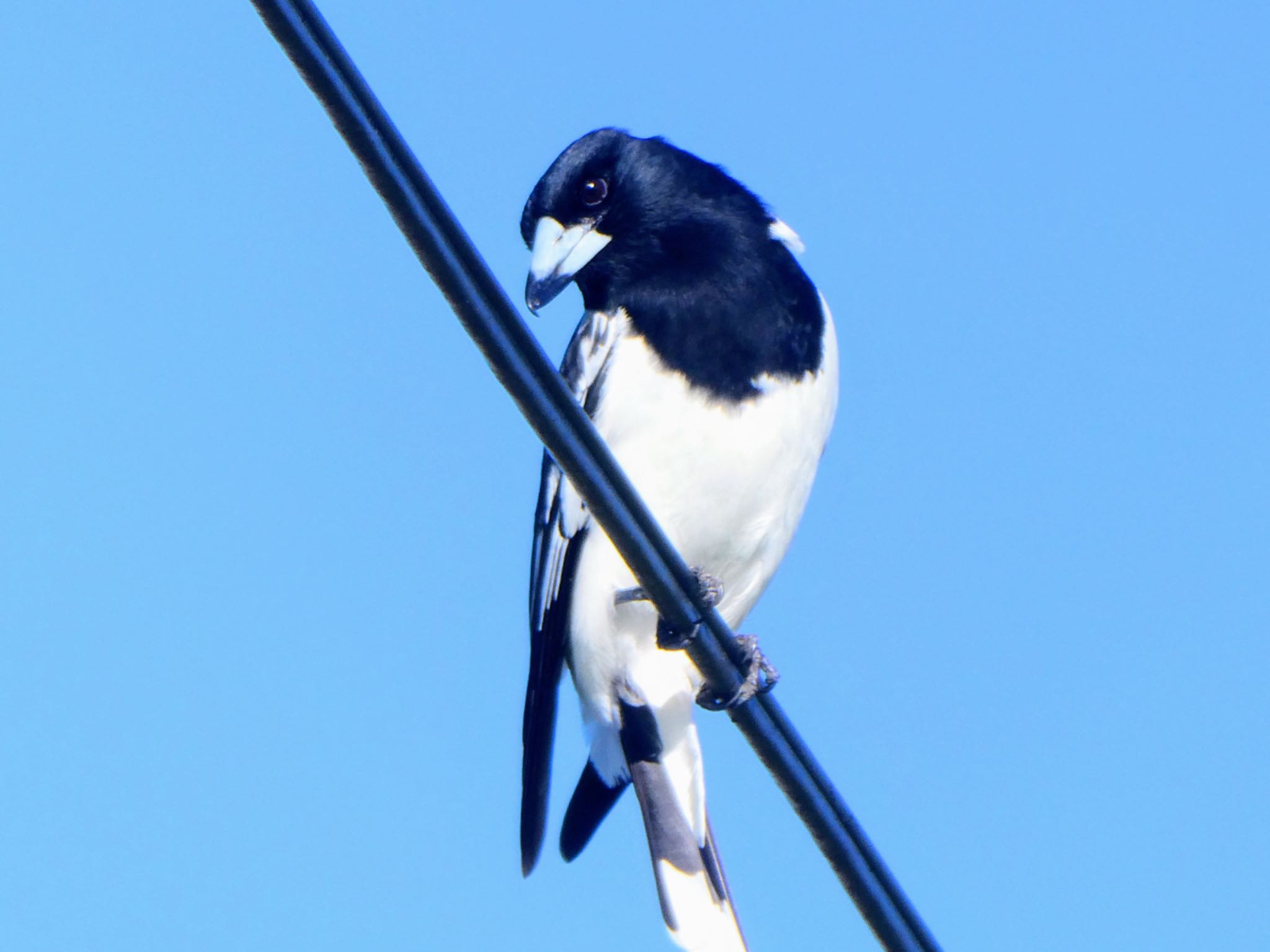 Central Coast Wetlands Pioneer Dairy(NSW) ノドグロモズガラスの写真 by Maki