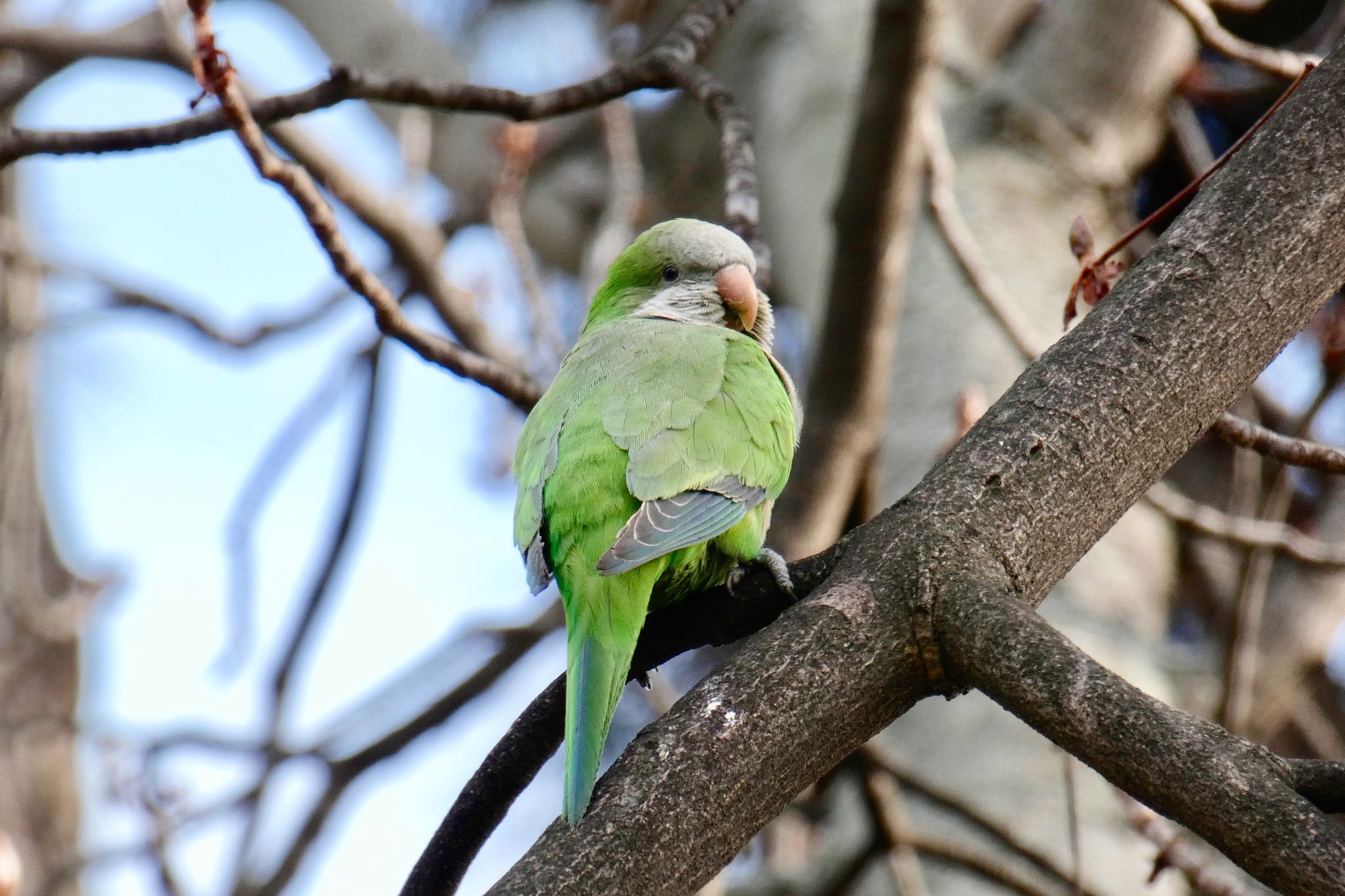 Madrid,Spain オキナインコの写真 by のどか