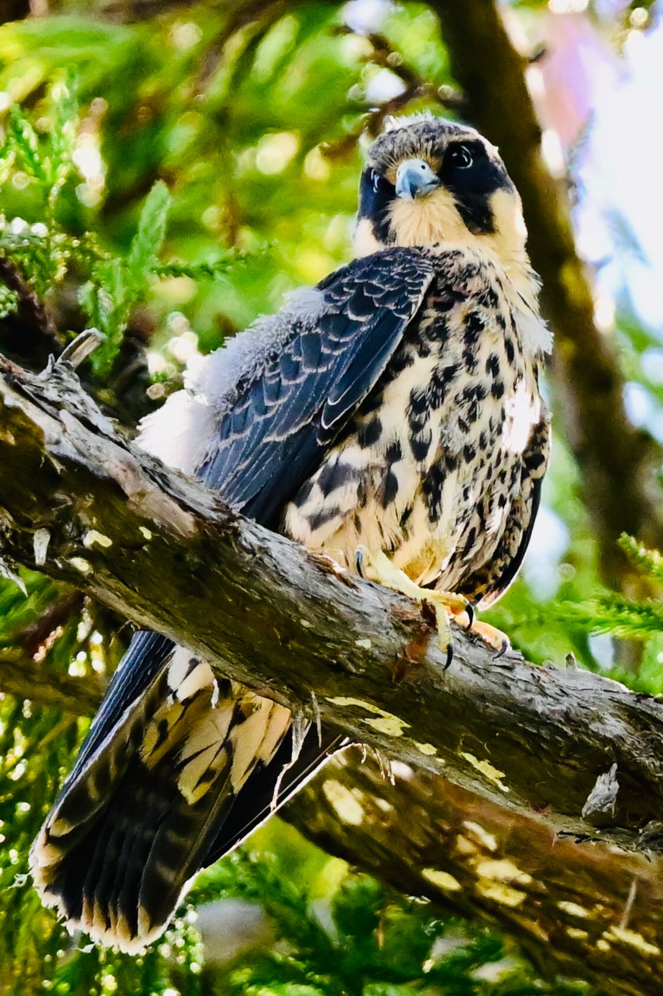 Photo of Eurasian Hobby at  by 美妃8