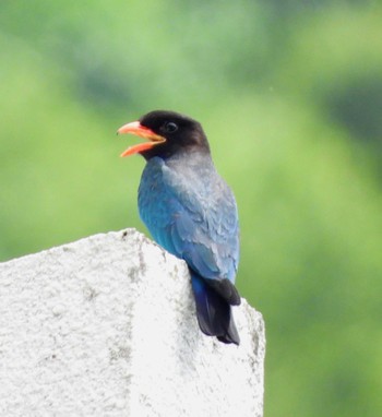 Oriental Dollarbird Unknown Spots Sat, 7/1/2023