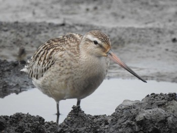 Bar-tailed Godwit 豊頃町 長節湖 Sat, 9/2/2023