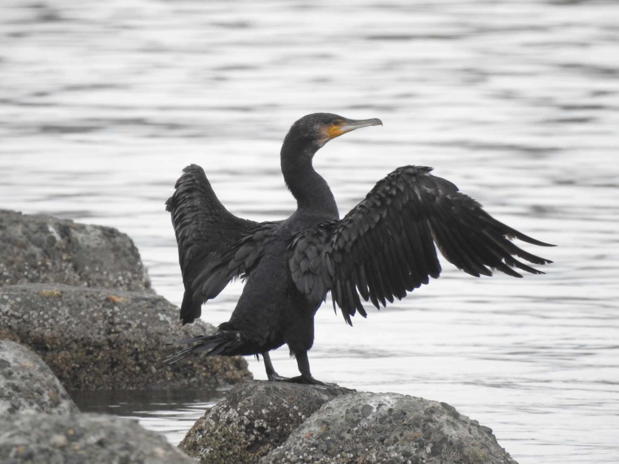 Japanese Cormorant