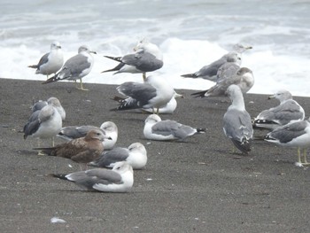 Black-tailed Gull 豊頃町 長節湖 Sat, 9/2/2023