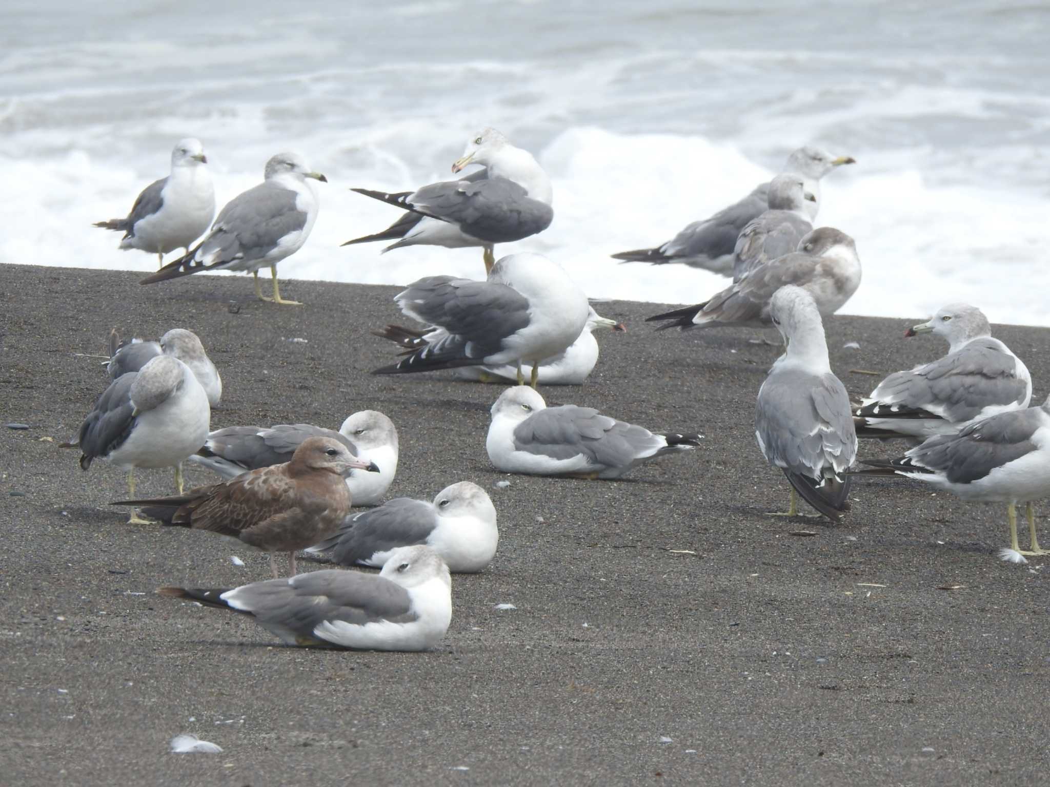 Black-tailed Gull