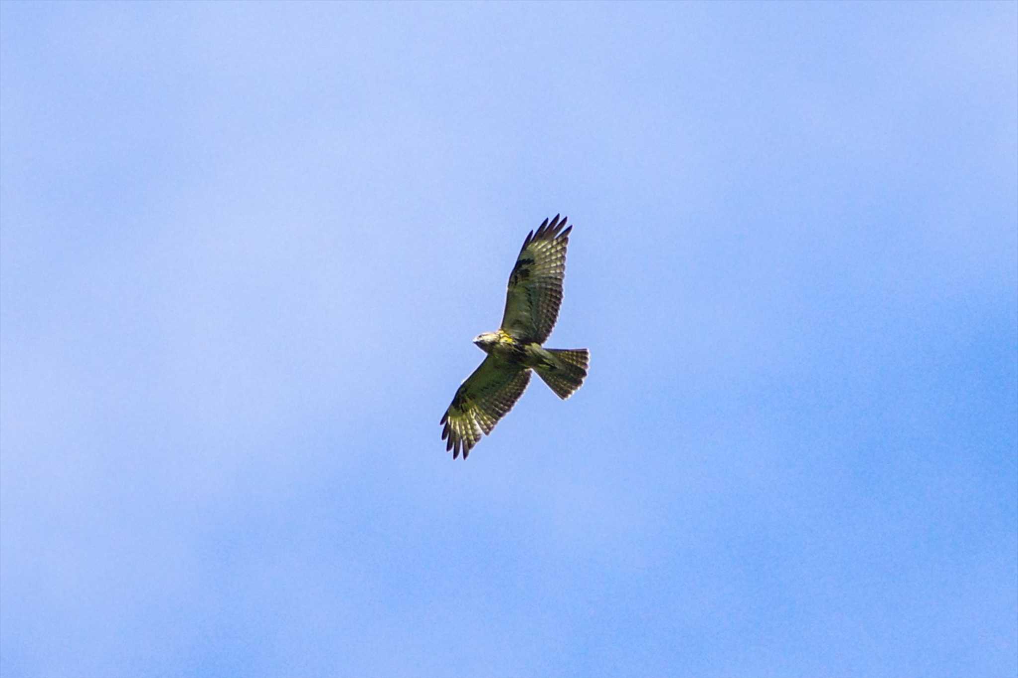 Photo of Eastern Buzzard at 厚木七沢森林公園 by BW11558