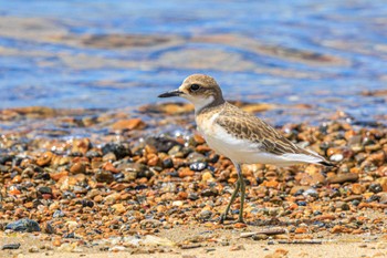 オオメダイチドリ 魚住海岸 2023年8月22日(火)