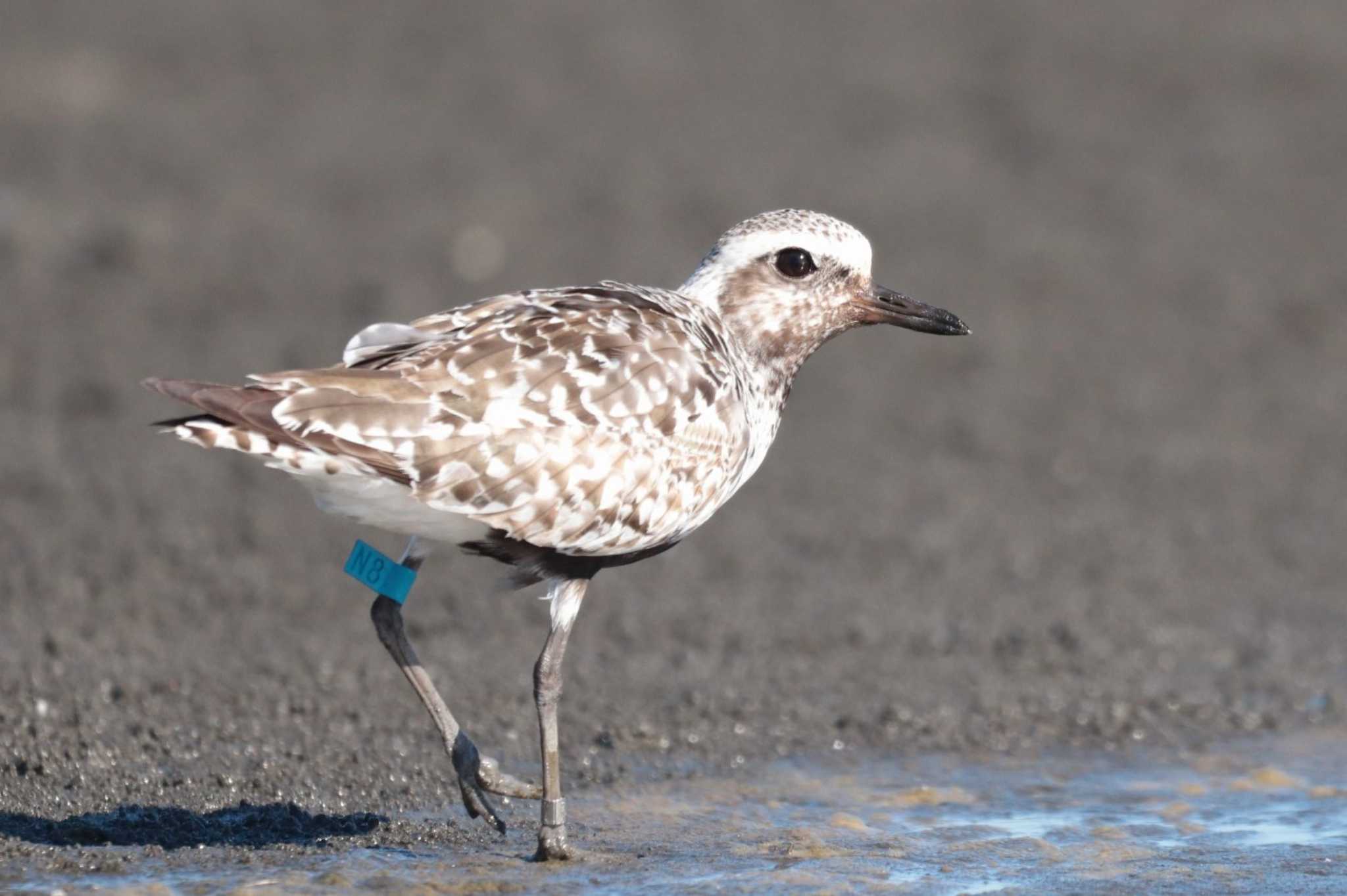 Grey Plover