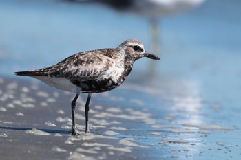 ダイゼン ふなばし三番瀬海浜公園 2023年9月5日(火)