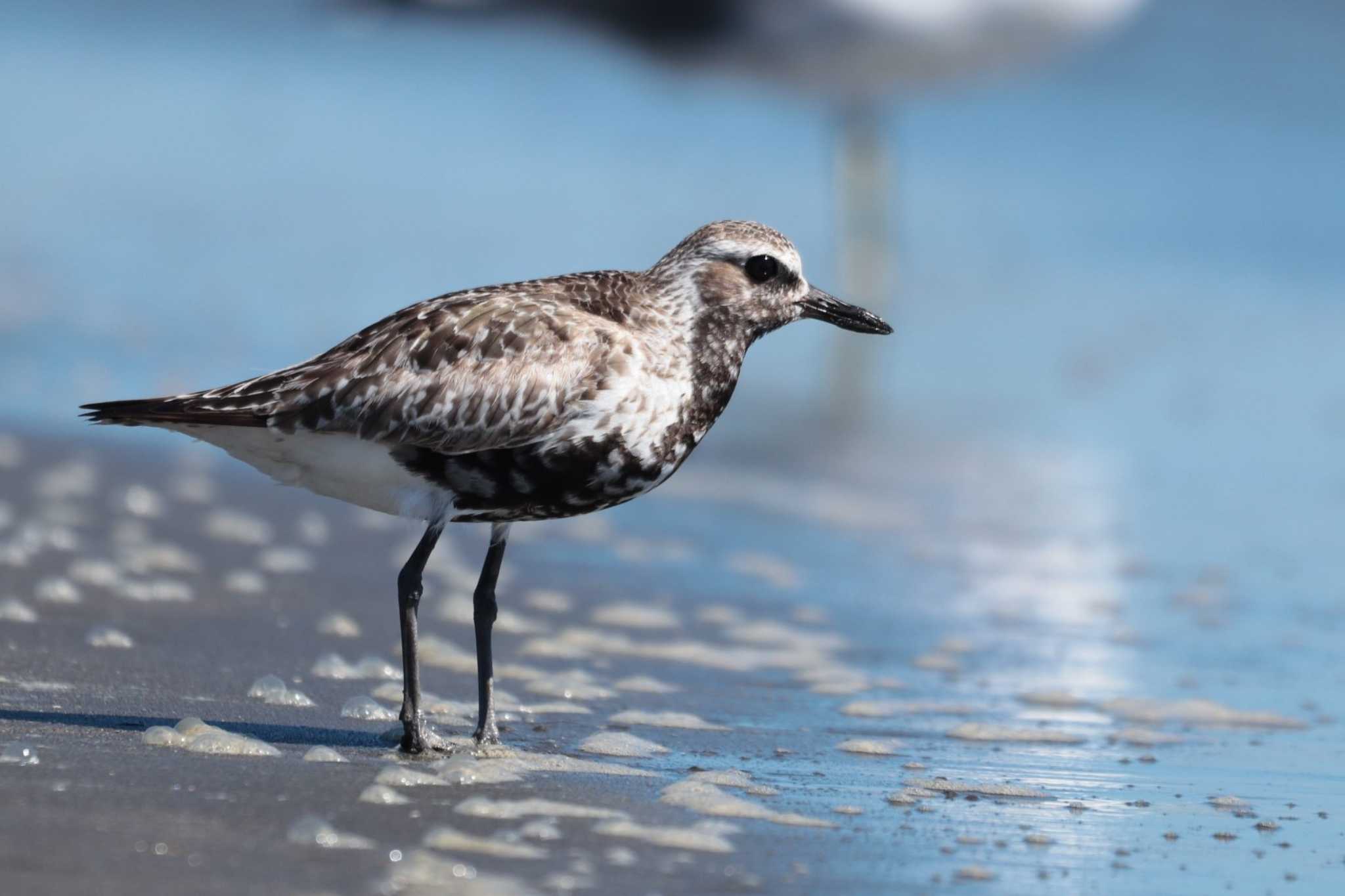 Grey Plover