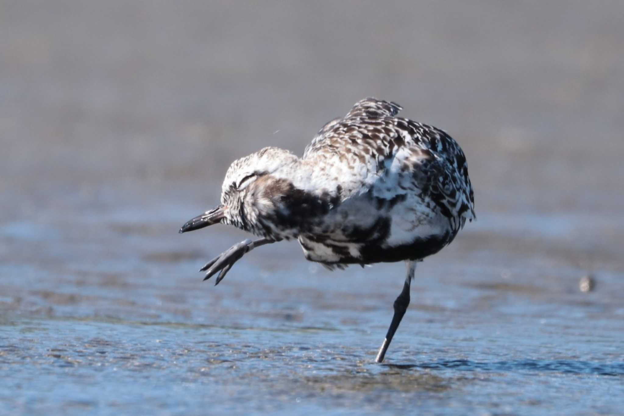 Grey Plover