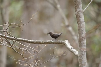 Brown Dipper 東川町 Fri, 5/5/2023