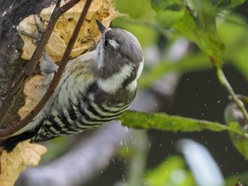 2023年9月7日(木) 福井緑地(札幌市西区)の野鳥観察記録