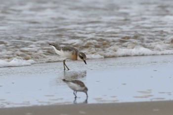 Siberian Sand Plover 千里浜(石川県羽咋市) Tue, 9/5/2023