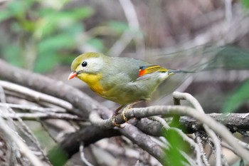 ソウシチョウ 海上の森 2023年9月7日(木)