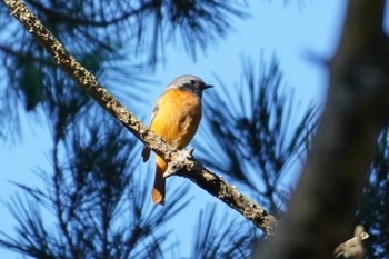 Daurian Redstart 清里 Sat, 8/26/2023