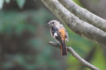 Daurian Redstart 清里 Sat, 8/26/2023