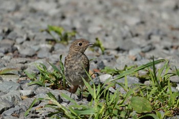 ジョウビタキ 清里 2023年8月26日(土)