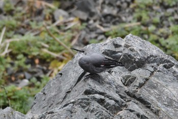 Wallcreeper