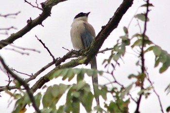 2018年9月2日(日) 青梅市リバーサイドパーク付近の野鳥観察記録