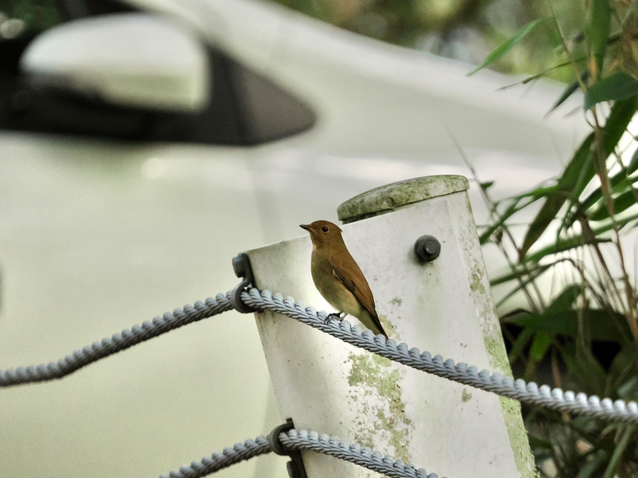 Blue-and-white Flycatcher