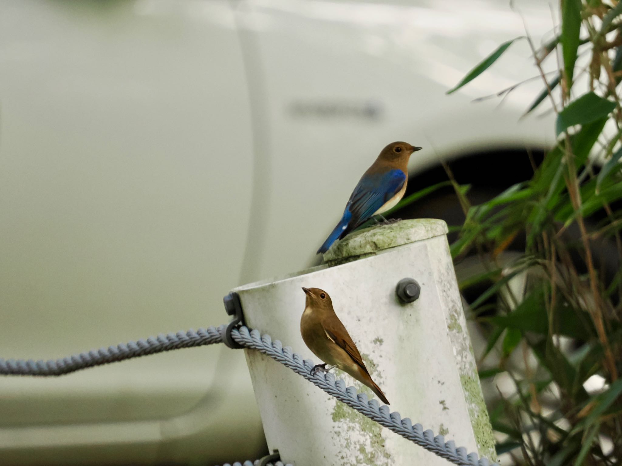 Blue-and-white Flycatcher