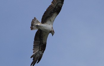 2023年9月7日(木) 堺浜の野鳥観察記録