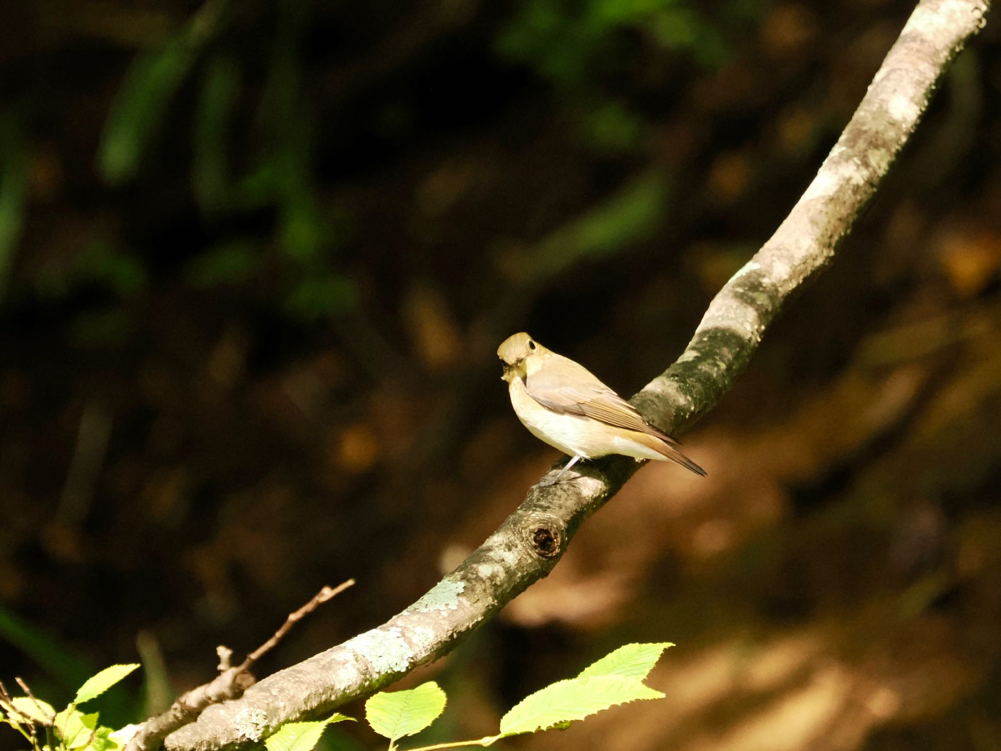 Narcissus Flycatcher