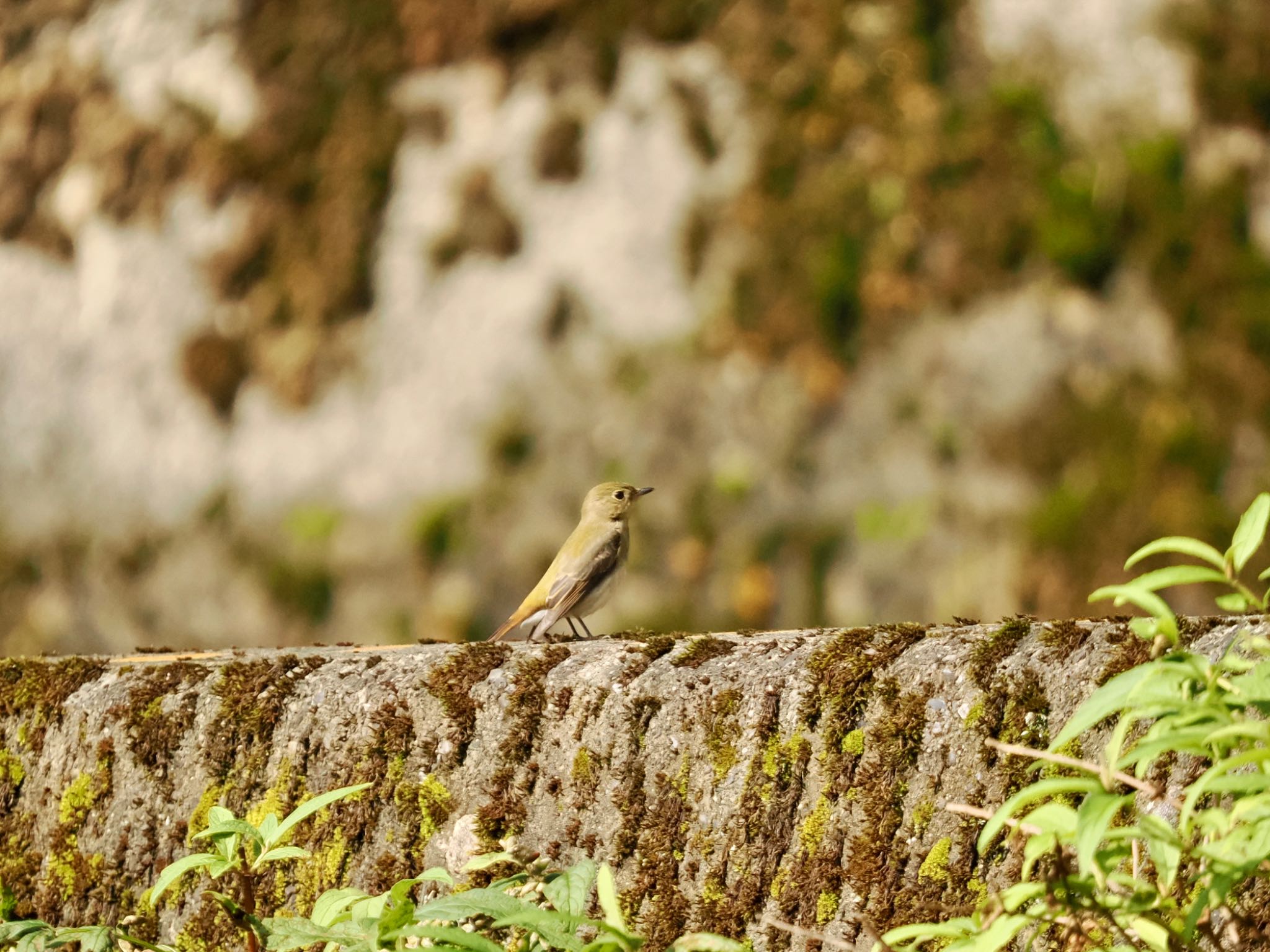 Narcissus Flycatcher