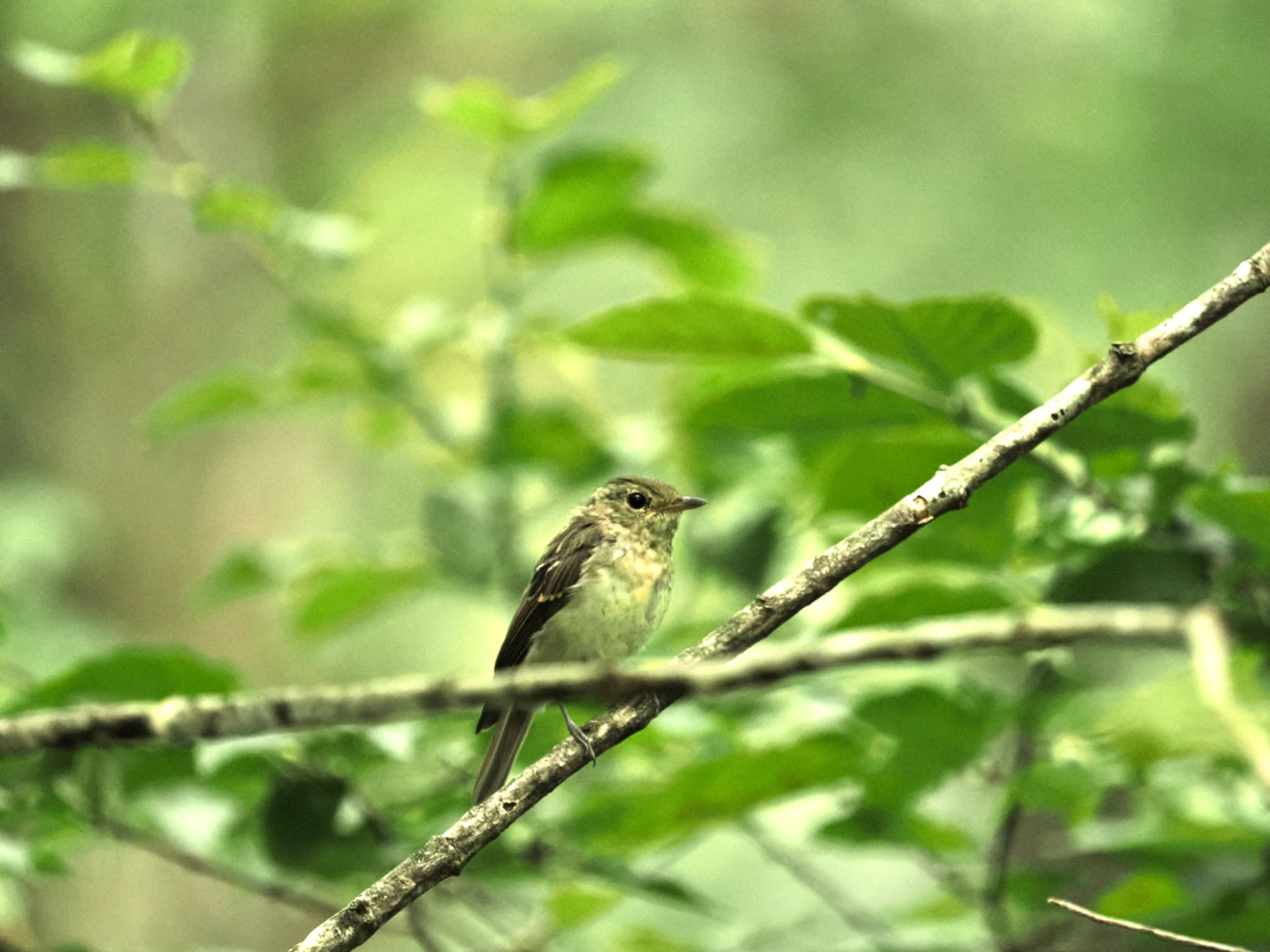 Narcissus Flycatcher