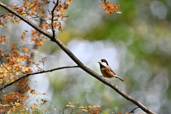 Varied Tit 伊香保森林公園 Tue, 10/11/2022