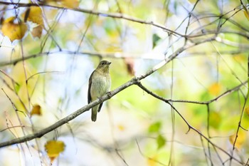 キビタキ 伊香保森林公園 2022年10月11日(火)