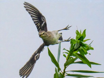 Chestnut-cheeked Starling 武庫川 Sat, 9/2/2023