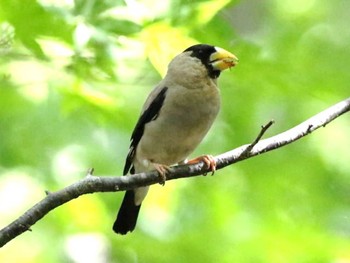 イカル 青葉公園(千歳市) 2023年9月7日(木)