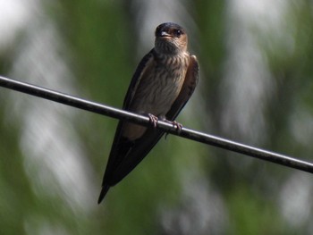 Red-rumped Swallow 各務原市内 Thu, 9/7/2023