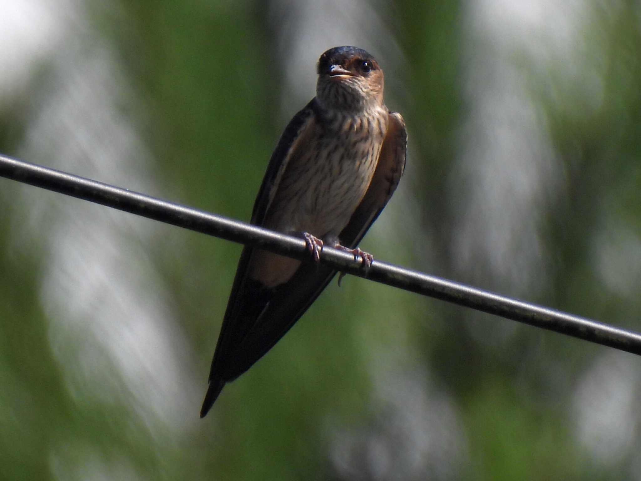 Photo of Red-rumped Swallow at 各務原市内 by 寅次郎