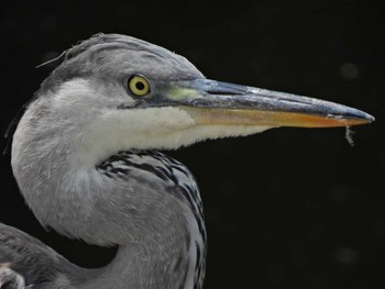 Grey Heron 各務原市内 Thu, 9/7/2023