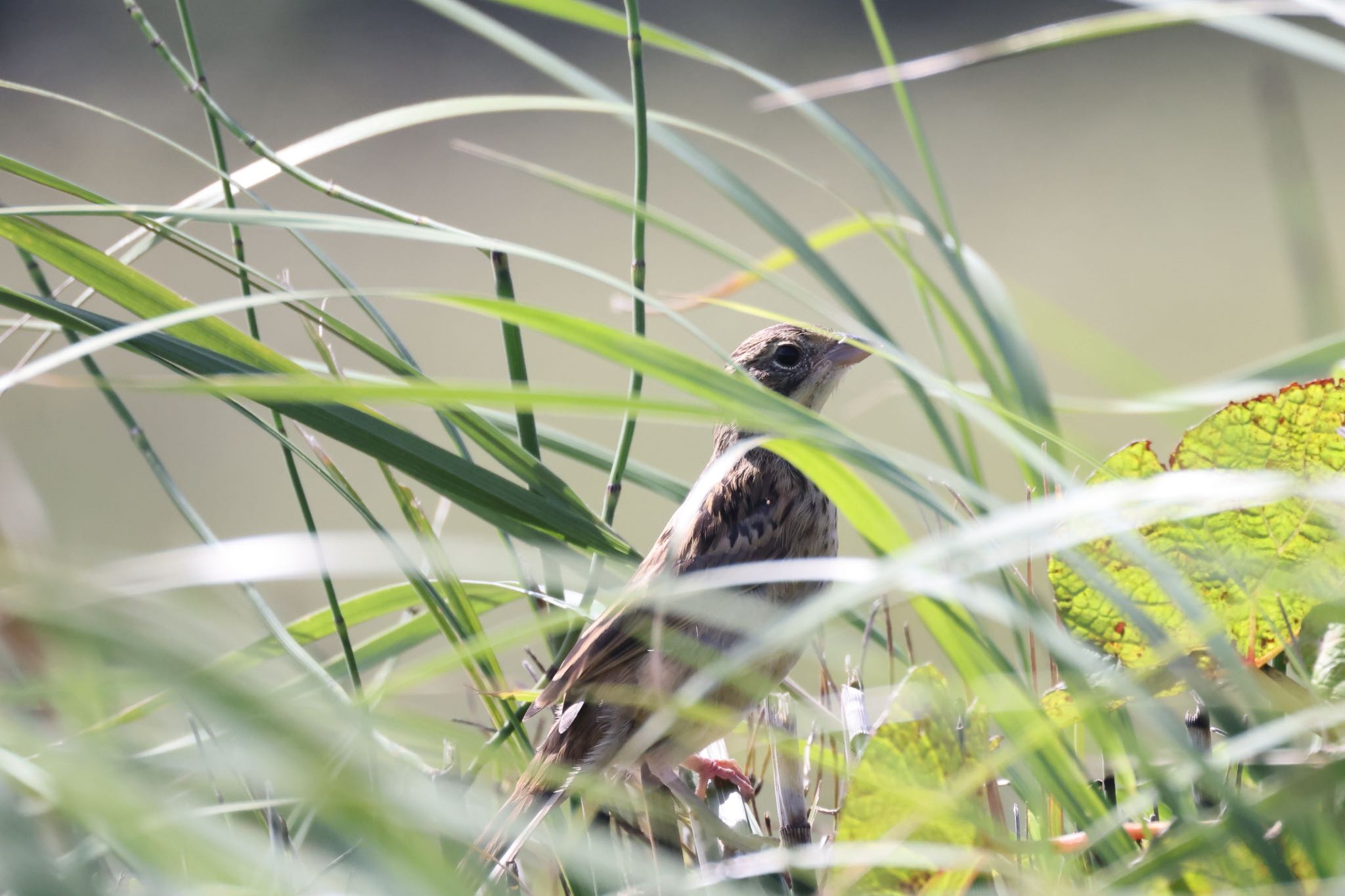 Chestnut-eared Bunting