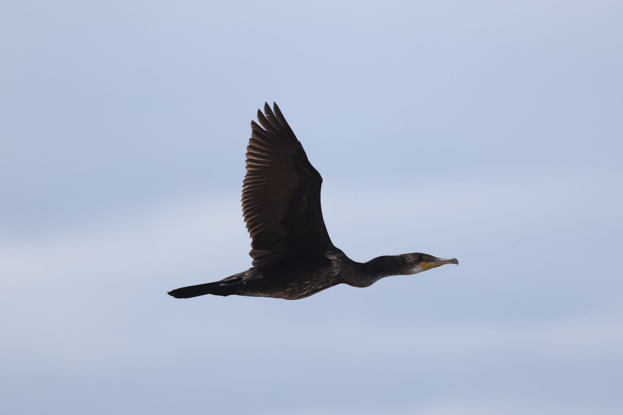 Japanese Cormorant