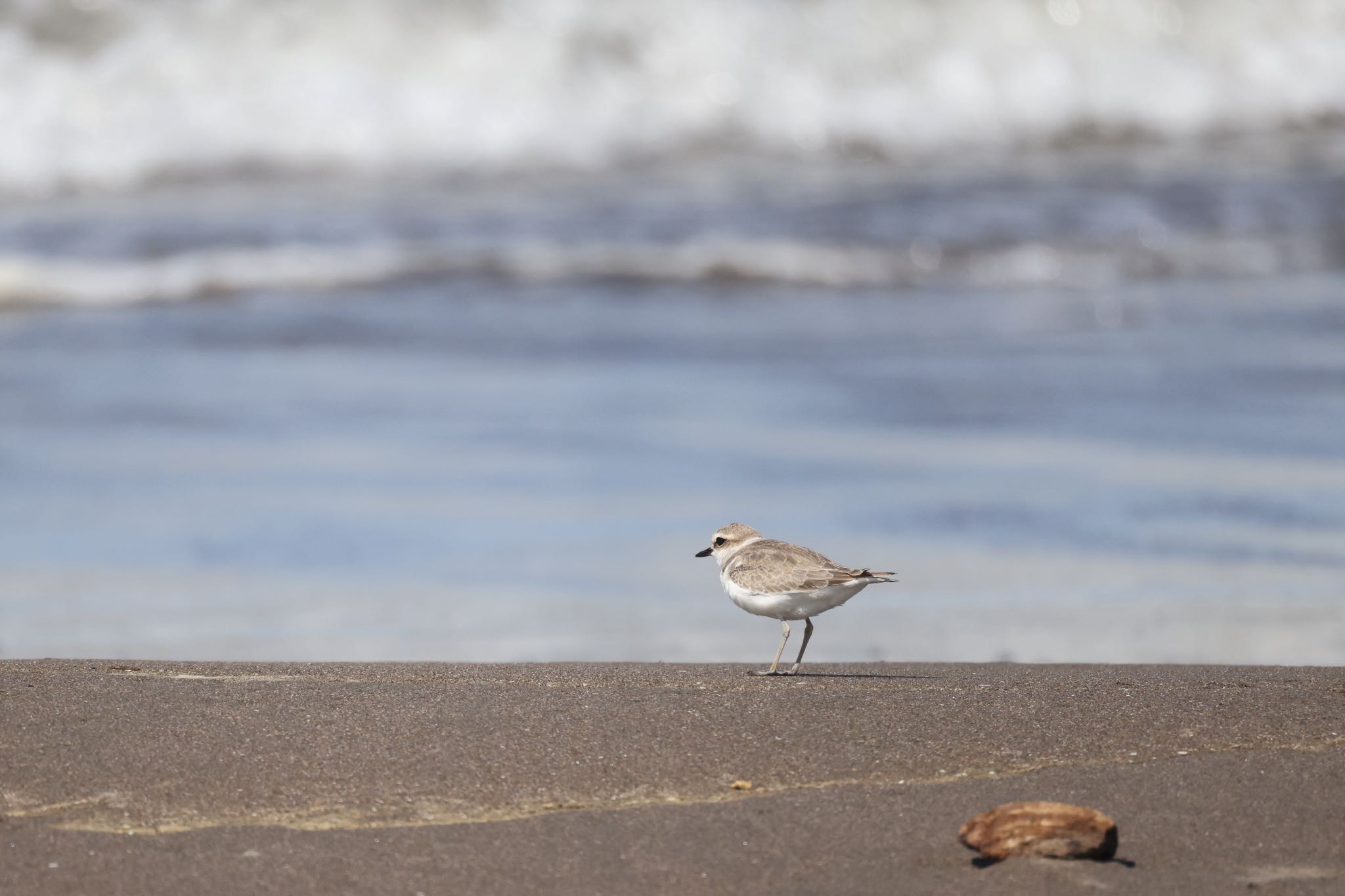 Kentish Plover