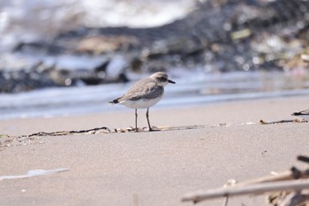 2023年9月7日(木) 新川河口(札幌市)の野鳥観察記録