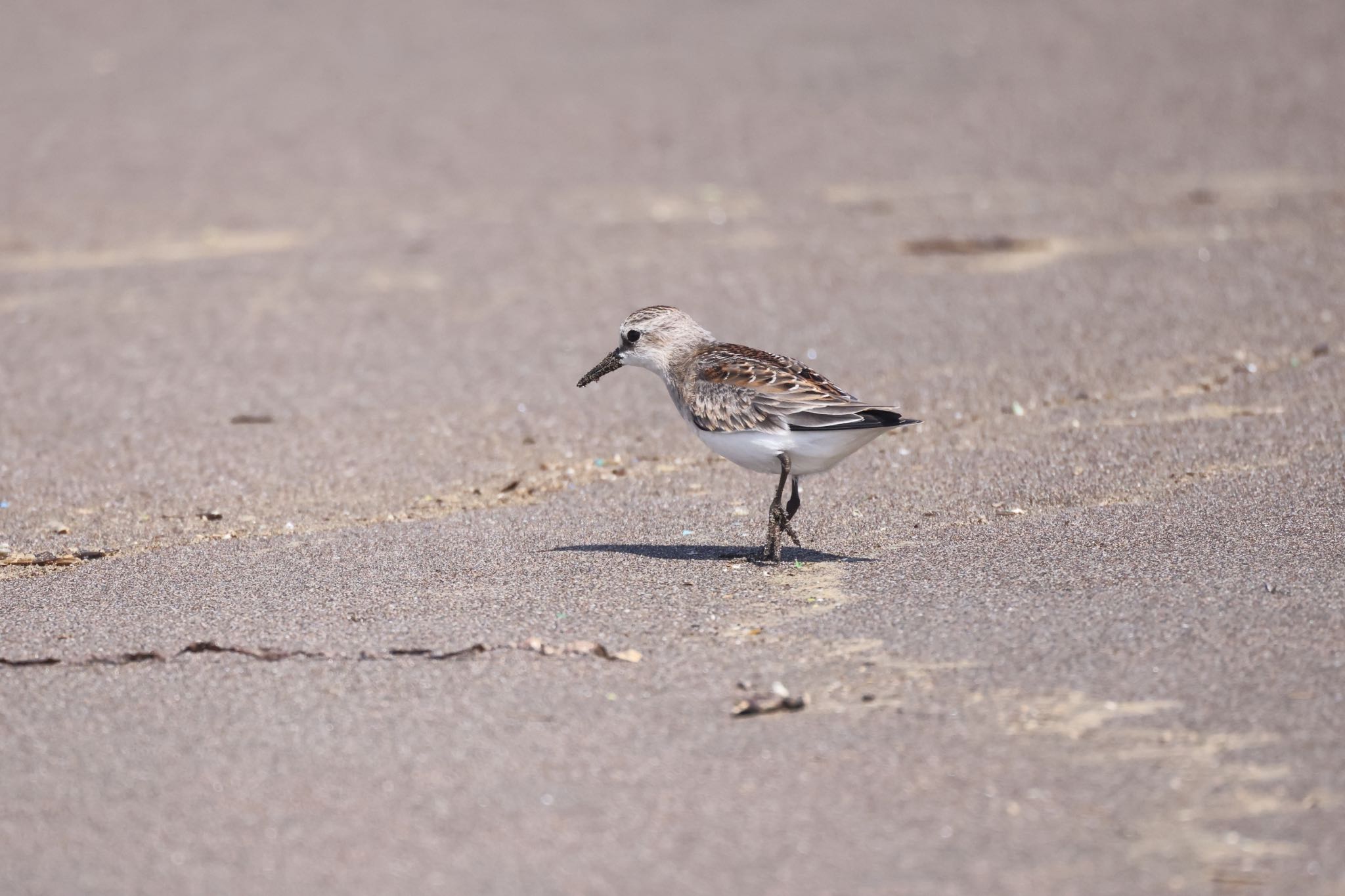 Red-necked Stint