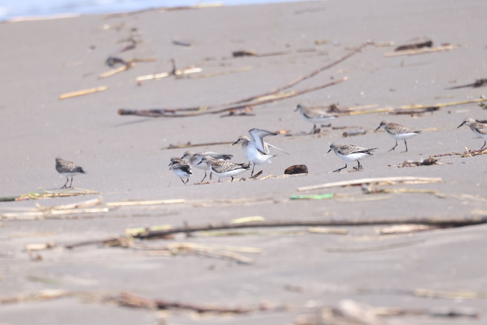 Red-necked Stint