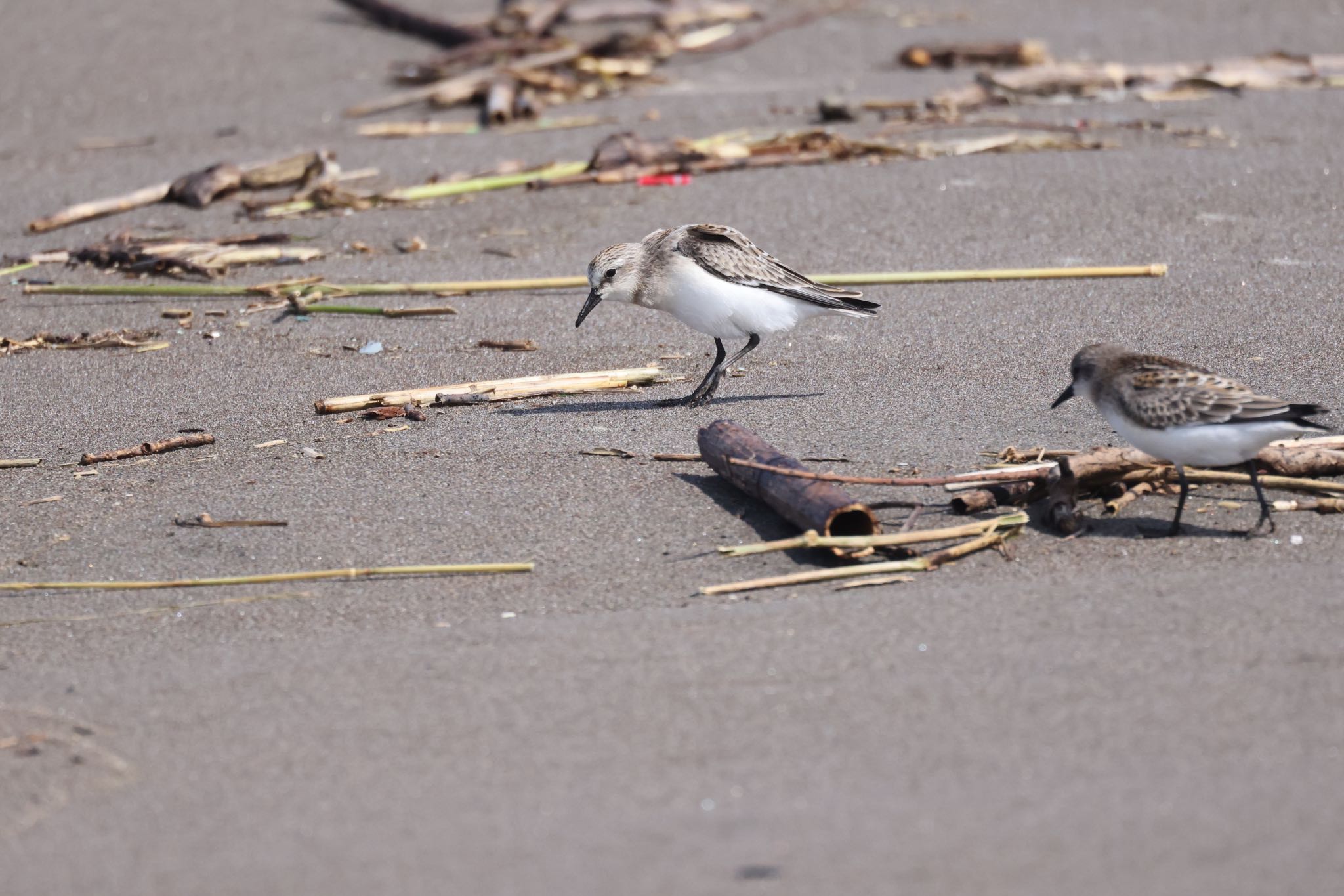 Red-necked Stint