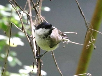 ハシブトガラ 青葉公園(千歳市) 2023年9月7日(木)