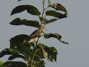 Sun, 9/3/2023 Birding report at Minuma Rice Field