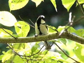 シジュウカラ 青葉公園(千歳市) 2023年9月7日(木)