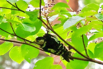 Great Spotted Woodpecker 山梨県 Sun, 8/13/2023