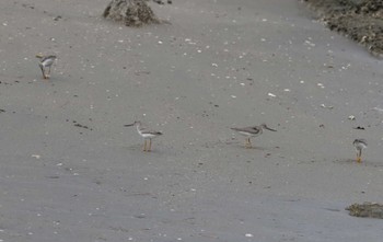 Terek Sandpiper 和歌山市 Mon, 9/4/2023