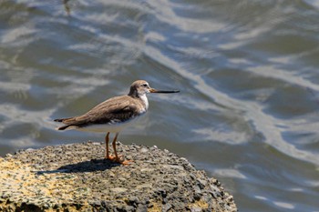 Terek Sandpiper 加古川河口 Wed, 8/23/2023